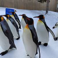 【涙の紋別便欠航】突然の札幌ステイ3日間～旭山動物園と小樽をお散歩～