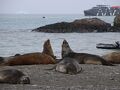 2024-2025　南極クルーズ（4/4）　上陸最終日。一番生き物がよく見れた日