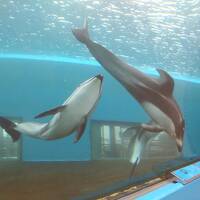 旅行体験記2025～七尾～能登半島応援スペシャル！5番目の都市で水族館、和倉温泉で楽しさいっぱい！