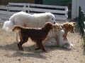大山トムソーヤ牧場わんわんランドで寒さに負けない犬たちに元気をもらう
