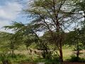 ケニア１０日間　シェルドリック動物孤児院　ナイロビ