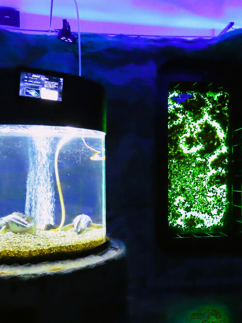 道北厳冬‐4 紋別d オホーツクタワー 水中展望窓 ミニ水族館