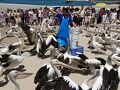心機一転オーストラリア57日間 帰国まで後一週間