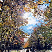 紅葉 2024 中島公園編　期待していた定山渓の紅葉はもう終わり