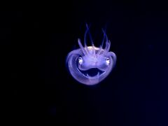 海に漂うミクロの世界！　プランクトンを探求しに八重山へ！