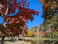 旭川・帯広　紅葉、グルメ旅　２・３日目　青い池・四季彩の丘・福原山荘・十勝が丘展望台・十勝川温泉・オンネトー