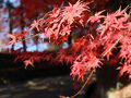 2024年11月　東北新幹線で秋の中尊寺と紅葉を見に　後編