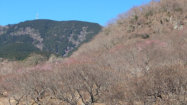 湯河原梅林で花浴びをする