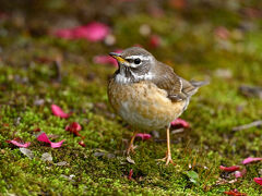 市街地近くの公園でマミチャジナイ、メジロガモなど珍しい冬鳥を撮影: ミラーレスカメラZ8を使い始めて