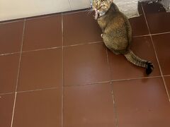 香港の猫はかわいいぞ！