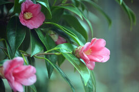 馬場花木園散歩　１月の花（１１種）２０２５年