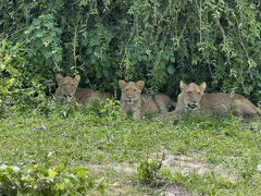 チョベ国立公園