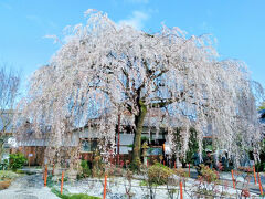 ２０２０年　春の京都旅行