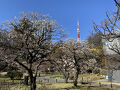 2025年2月　芝公園で花観賞