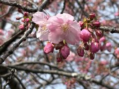 河津・伊東・熱海～早春の伊豆の旅