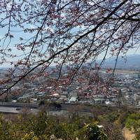 まつだ桜まつり