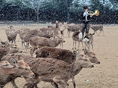 奈良の風物詩「冬の鹿寄せ」
