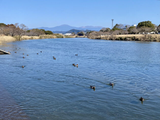 例年2月になると近所の「天降川ふるさとの川河川公園」まで出向いて、春を探しながら1周コースを歩きます。<br /><br />今年は気温も上がらず、風が強い日が多かったので、いつもより歩く時期が遅くなりました。それでも鹿児島は陽射しが強くなってくるのが早いので、10℃くらいでもポカポカして気持ちが良い。<br /><br />鴨は気持ち良さそうに泳ぎ、亀は甲羅干し、メジロも沢山いて、ツクシも顔を出してました。ツバメは鹿児島では一年中見かけます。<br /><br />スタバのある商業施設でサンドイッチなど買ってスタート。鴨を眺めながらお昼を食べて戻るまで6.1km、1時間44分は丁度良い散策コースでお気に入りです。次回は桜の頃に来れるかな。<br /><br />あと3年半で古希を迎えますが、それまではスキーもサーフィン、登山も楽しみたいので、日頃できるトレーニングはしておきたいと思います。