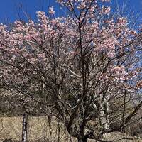 寒波の中の伊東温泉と小室山の伊東小室桜