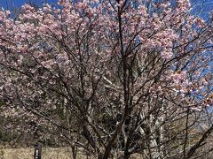 寒波の中の伊東温泉と小室山の伊東小室桜