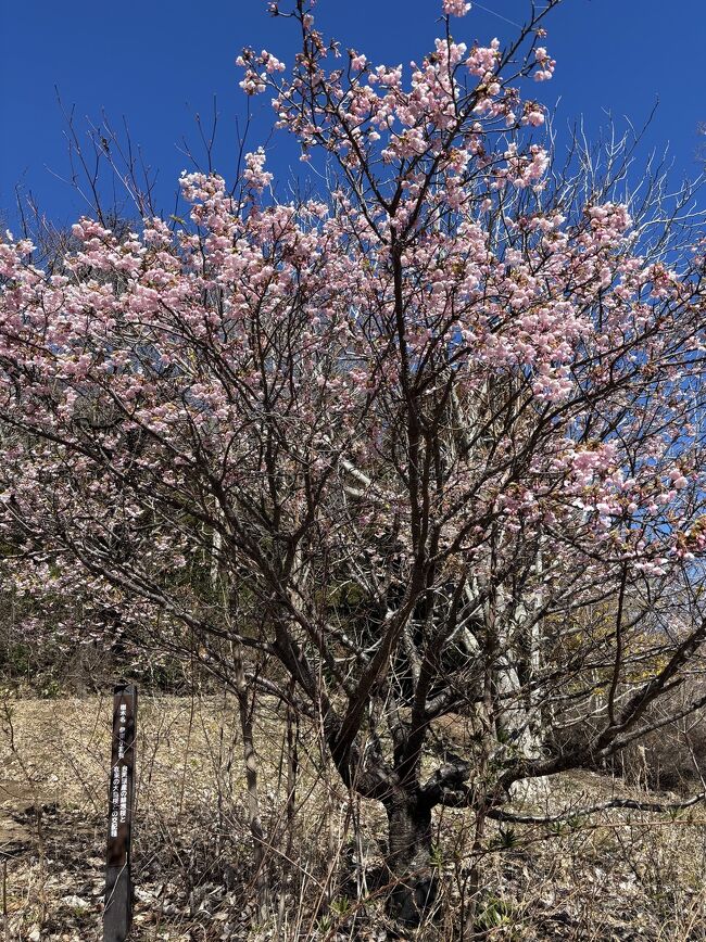 寒波の中の伊東温泉と小室山の伊東小室桜