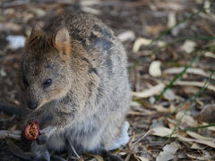ロットネスト島の可愛い住人たちは・・世界一幸せな動物