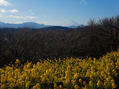 神奈川散歩　二宮吾妻山公園へ