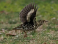 錦織公園の野鳥たち（冬）