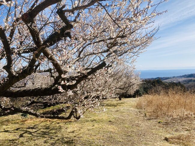 2月23日(sun)<br />国府津から松田にかけて南北に広がる曽我丘陵という小さな丘陵地にあるハイキングコースを歩いてきました。<br />普段はなんてことない丘陵地の農道なんでしょうが、この時期は丘陵沿いの関東三大梅林の曽我梅林では梅が満開。<br />丘陵下の下曽我の別所梅林ではうめ祭りが開催されています。<br />そしてやや北側のいこいの村というところでは河津桜のさくら祭りが開催されていました。<br /><br />ハイキングコースからは、富士山、丹沢や箱根の山々、そして相模湾からの伊豆諸島や房総半島、伊豆半島、まで見渡せる絶景も楽しめます。<br /><br />マイナーコースだと思ったのですが、多くのハイカーさんで賑わっていました。<br />