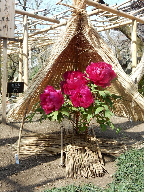 上野・東照宮 ” 冬ぼたん ” ～ 不忍池 さんぽ 」2025』上野・御徒町