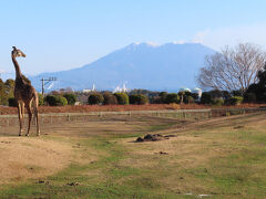 今年も熊本・鹿児島・宮崎レッサーパンダ遠征2025（５）熊本市動植物園・平川動物公園・宮崎フェニックス自然動物園いろいろ～推し動物舎や桜島