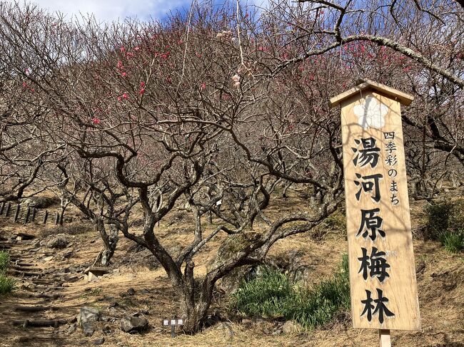湯河原駅から歩いてハイキング。<br />城山→しとどの窟→幕山公園。ゴールの幕山公園では、梅まつりが開催中でした。訪れた時は五分咲きでしたが、間近に梅が見られるのは早春ならではの光景でした。
