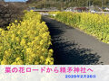 鹿児島県姶良市加治木町「日木山菜の花ロードから精矛神社（くわしほこ）へ」