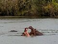 チョベ国立公園とビクトリアフォールズ びっくり南部アフリカ大自然体験６日間〈１～２日目 キリマンジャロとカバを見た〉