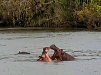 チョベ国立公園とビクトリアフォールズ びっくり南部アフリカ大自然体験６日間〈１～２日目 キリマンジャロとカバを見た〉