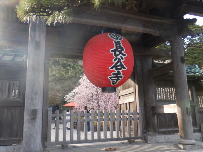 2025年2月 鎌倉の長谷寺へ<br /><br />花の寺としても有名な長谷寺に梅を見に行きました。<br />海外からの訪問者で境内は混雑していましたが<br />とても魅力あるお寺なので仕方ないですね。<br /><br />※長谷寺(海光山慈照院長谷寺 長谷観音)<br /> 奈良時代(736年)に開創。<br /> 本尊の十一面観音菩薩像は高さ9.18mと国内最大級の木彫仏。<br /><br /><br />