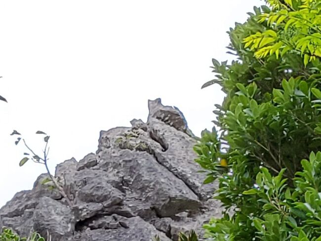 2025年2月 寒い沖縄に行ってきた③【マングローブカヤック・辺戸岬・アスムイハイクス】