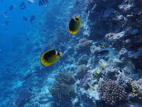 [5日目]ついに憧れの紅海ダイビング！！アフターダイブにてローカル市場からルクソールへバス移動