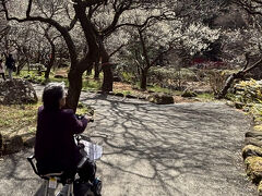 90歳の母を連れて熱海に梅の花を見に行きました。①ポカポカ陽気の中、5分咲きの熱海梅園へ。母は電動カートに乗ってヒャッホ～～～！