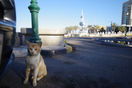 2025年初旅④　ペルシア湾沿岸にある猫と石油の国クウェート