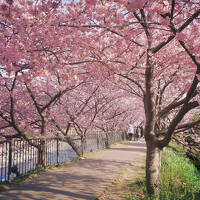 2025年サフィール踊り子で行く河津桜祭り。3月初めようやく見ごろを迎え期間延長です。