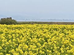 滋賀　なぎさ公園の菜の花畑と長浜　盆梅展