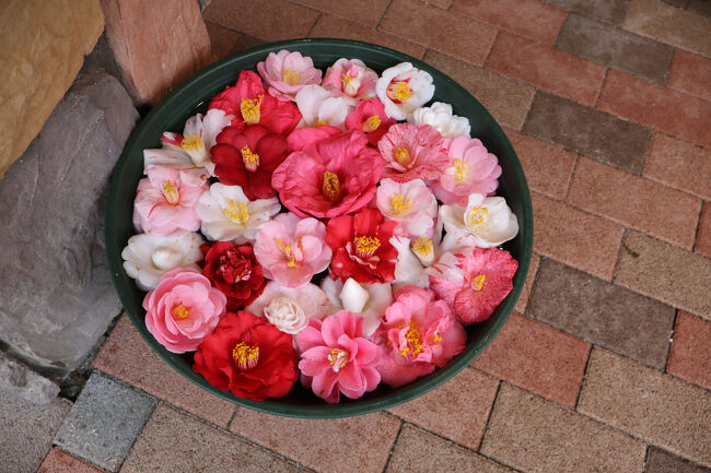 春ともなれば、スギ花粉を圧してでも花を観に行きたくなる!<br />2月には河津桜、今月末のソメイヨシノの前に、「椿」だ!と思い立ち、スギ花粉があまり飛散しないであろう伊豆大島にやってきました。<br /><br />伊豆大島は今回で4度目、初めて「あんこさん」を見たのは、幼稚園児で父の会社の慰安旅行についてきた時でした。<br />なので、写真の記録しかありませんけど(笑)<br /><br />そしてなんと「椿まつり」は今年で70回、長い歴史があるんですね。<br /><br />1日め 16,216歩<br /><br />竹芝桟橋→(ジェット船)→岡田港→(バス)→大島公園…椿園…椿資料館:ランチ…動物園…大島公園→(バス)→元町港…ホテル白岩<br /><br />あいにくの雨…<br />波はさほど高くなく、ジェット船は無事運行し、ひとまず伊豆大島に入島!<br />椿園の後に計画していた「泉津の切通し」はパスして、早々にホテルへ。<br />のんびり温泉に入り、島時間をまったり過ごしました。<br /><br />
