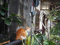 ２０２５年２月 ３泊５日 台湾１人旅［５］台湾での私の癒しの場所、６年ぶりの猴トン猫村へ
