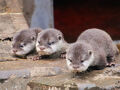 コツメカワウソの赤ちゃんに会いに年始の智光山公園こども動物園～正月飾りのモルモットのお帰り橋やたる湯カピバラ～期間限定のすずらん商店で買い物