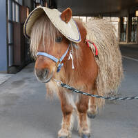 冬の青森を感じる：JALで訪れた星野リゾート青森屋と寒波の名残