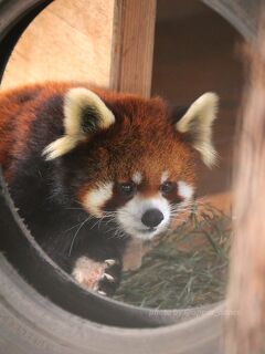 【レッサーパンダ遠征記】東北+北関東から東京旅（２）モンパ再び！会いたかったよ、シーレン。那須ワールドモンキーパーク+那須塩原のホテル