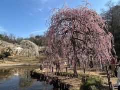 大倉山　お天気もいいし梅林の花もランチも楽しみました。