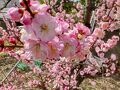 南部梅林で花より団子