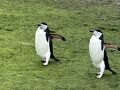 南極大陸上陸　その1　ペンギン&クジラ＆アザラシに出会い７大陸制覇！
